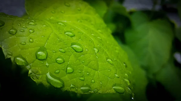 Druppels Water Een Groen Blad — Stockfoto
