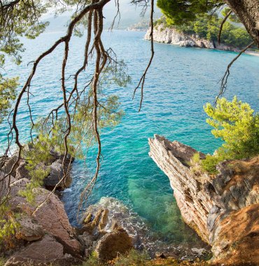 Bir ağaç dalı ve rock görünümünü yaz deniz