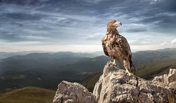 Un aigle est assis sur une pierre dans les montagnes — Photo