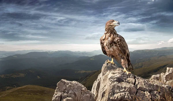 Un águila se sienta sobre una piedra en las montañas Imágenes de stock libres de derechos