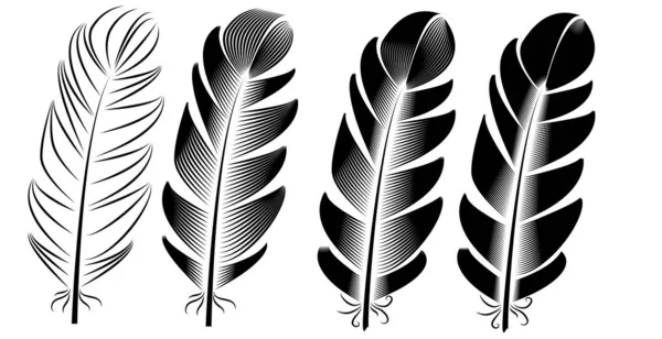 Collection Feather Illustration Ink Drawing Engraving Line Art Black White — Stock Vector