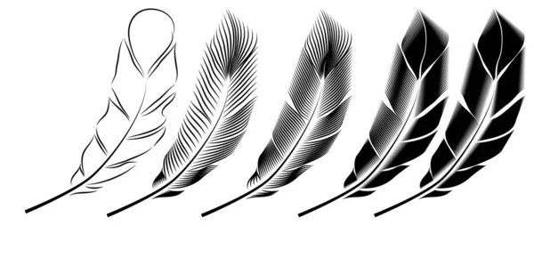 Collection Feather Illustration Ink Drawing Engraving Line Art Black White — Stock Vector