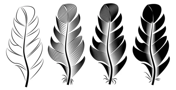 Collection Feather Illustration Ink Drawing Engraving Line Art Black White — Stock Vector