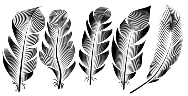Collection Feather Illustration Drawing Engraving Ink Line Art — Stock Vector