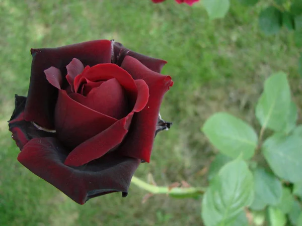 Bud, flor de una rosa varietal roja en el fondo de hierba verde en el jardín, primavera, verano, vacaciones , —  Fotos de Stock
