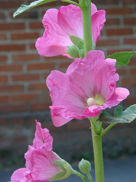 ピンク ウスベニアオイ Silvestris。アオイ科の植物。ムスク mallowin 夏に咲く — ストック写真