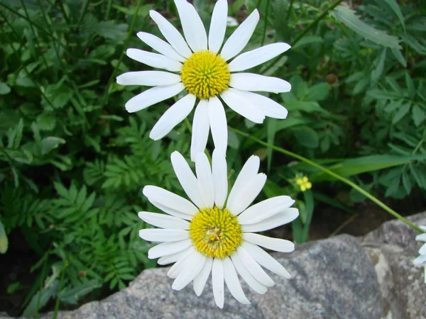 Campo de camomila florescente, Flores de camomila . — Fotografia de Stock