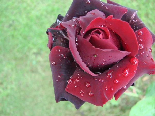 Rote Rosenblätter mit Regentropfen in Großaufnahme. rot — Stockfoto