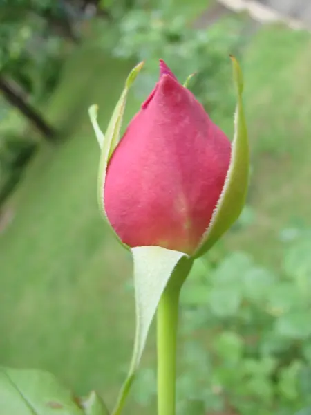 Bud, flower of a red varietal rose on the background of green grass in the garden, spring, summer, — Stock Photo, Image