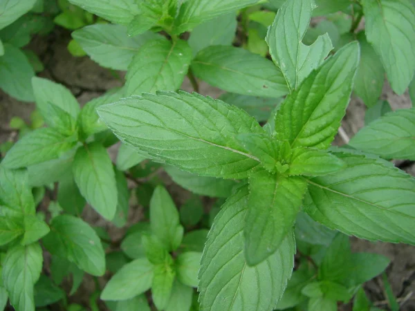 Feuilles de menthe, feuilles de menthe poivrée sur fond vert , — Photo