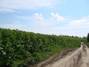 Bulutlu mavi gökyüzü olan ayçiçeği tarlası