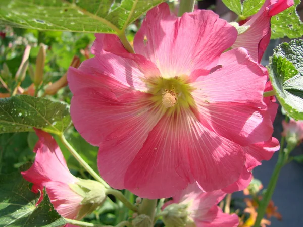 Malva Silvestris rose. Mallow. guimauve de musc en fleurs en été — Photo