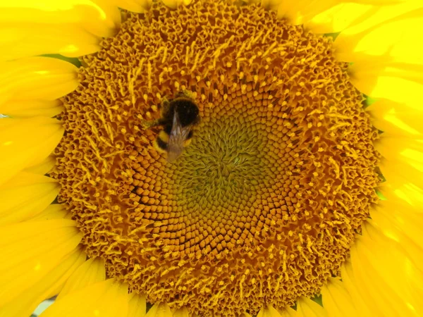 Abeja Miel polinizando girasol. La abeja produce la miel en la flor. Primer plano de la abeja recoger el néctar en el girasol —  Fotos de Stock