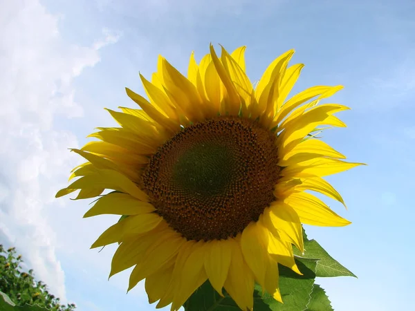 Sonnenblumen wachsen auf dem Feld im Sommer vor dem Hintergrund des blauen Himmels. Nahaufnahme — Stockfoto