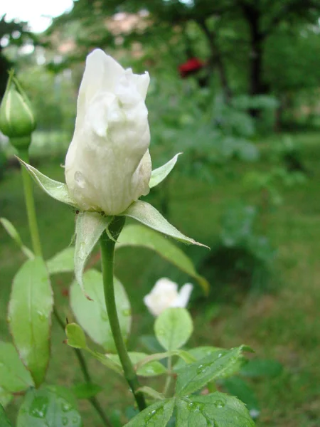 Knopp, blomma av vita sortrenhet ros på bakgrunden av grönt gräs i trädgården, våren, sommaren, semester, — Stockfoto