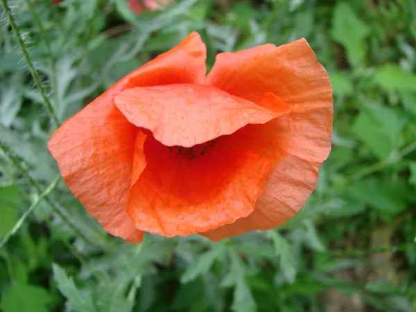 Fleurs de pavot rouge sur le champ comme symbole du jour du Souvenir — Photo