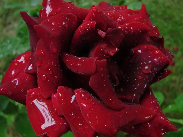 Knopp, blomma av en röd sortrenhet ros på bakgrunden av grönt gräs i trädgården, våren, sommaren, semester, — Stockfoto