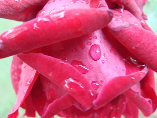 Pétalos de rosa roja con gotas de lluvia en primer plano. Rojo. — Foto de Stock