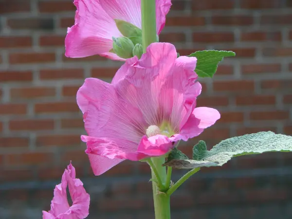 Malva rosa Silvestris. Mallow. florescendo almíscar mallowin verão — Fotografia de Stock