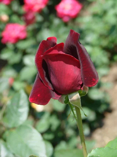 Knopp, blomma av en varietal röd ros på bakgrunden av grönt gräs i trädgården, våren, sommaren, — Stockfoto