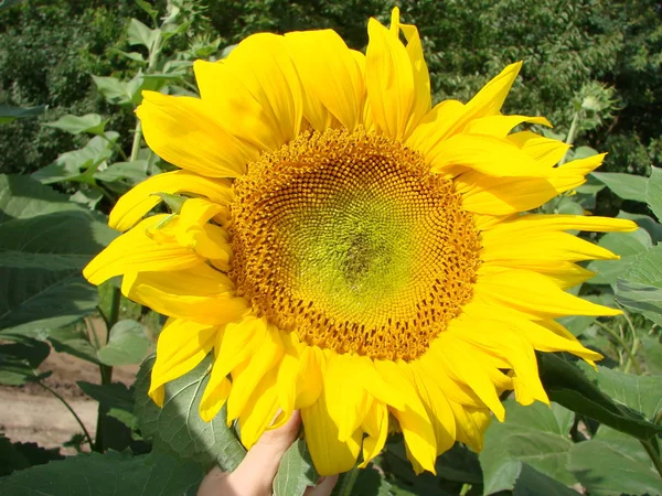 Tournesols poussent dans le champ en été du fond du ciel bleu. Gros plan — Photo