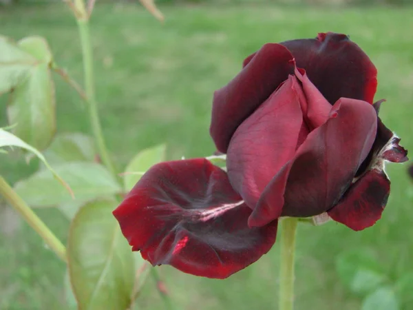 Knopp, blomma av en röd sortrenhet ros på bakgrunden av grönt gräs i trädgården, våren, sommaren, semester — Stockfoto