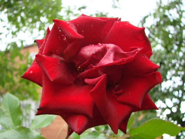 Knopp, blomma av en varietal röd ros på bakgrunden av grönt gräs i trädgården, våren, sommaren, — Stockfoto