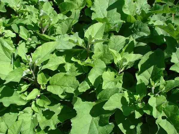 Green burdok bush closeup photo. Big burdock leaves texture. — Stock Photo, Image