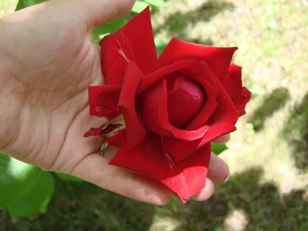 Будь, квітка червоного сорту троянди на фоні зеленої трави в саду, весни, літа, свята — стокове фото