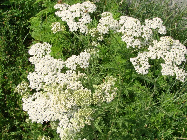 Herbe médicinale, Achille millefolium, achillée ou plante à saignement de nez — Photo