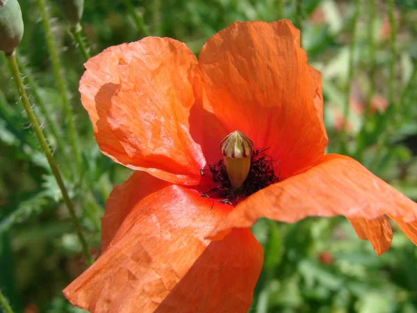 Flores de papoula vermelha no campo como símbolo para o Dia da Memória — Fotografia de Stock