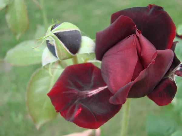 Bud, flower of a red varietal rose on the background of green grass in the garden, spring, summer, holiday — Stock Photo, Image