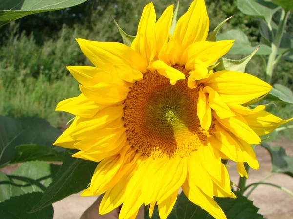 Sunflowers grow in the field in the summer of the background of the blue sky. Close-up — Stock Photo, Image