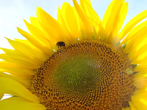 蜂蜜蜜蜂授粉向日葵。蜜蜂在花上生产蜂蜜。蜜蜂在向日葵上采集花蜜的特写镜头 — 图库照片