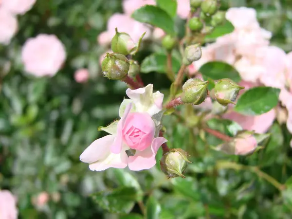 Belas flores rosa camélia japonesa, fundo de pétala mal-humorado escuro, delicado floral rosa fundo . — Fotografia de Stock