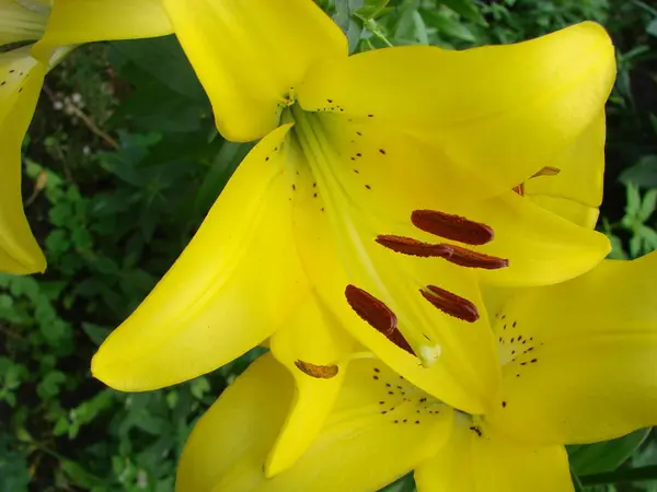 Die Blume einer gelben Lilie, die in einem Garten wächst. — Stockfoto