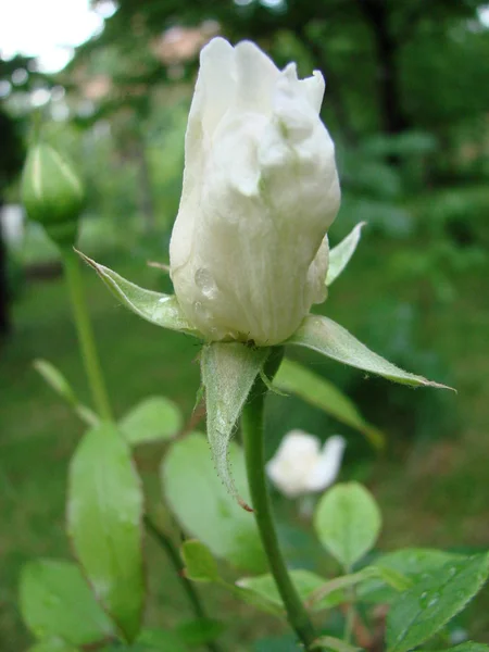 Knopp, blomma av vita sortrenhet ros på bakgrunden av grönt gräs i trädgården, våren, sommaren, semester, — Stockfoto