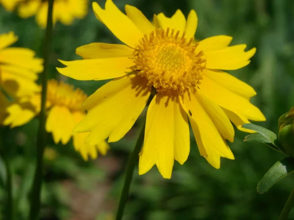 Czerwony rudbeckia żółty kwiat — Zdjęcie stockowe