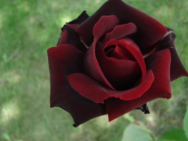 Pupen, květiny červené odrůdy růže na pozadí zelené trávy v zahradě, jaro, léto, dovolená, — Stock fotografie