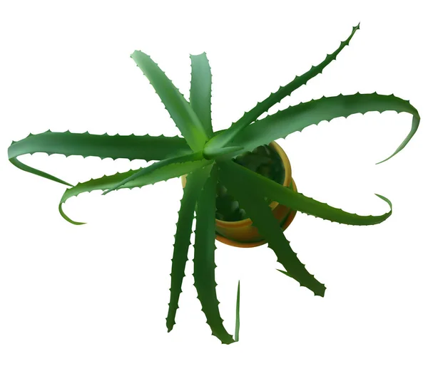 Ícone da planta da folha de Aloe vera. Ilustração realista da folha de aloe vera — Vetor de Stock