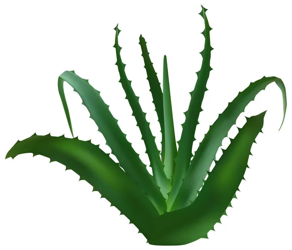 Ícone da planta da folha de Aloe vera. Ilustração realista da folha de aloe vera — Vetor de Stock