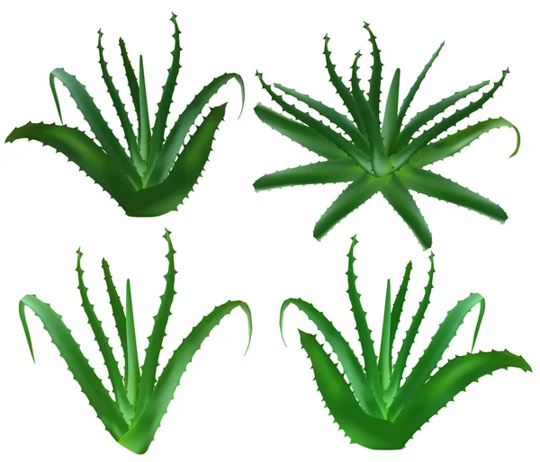 Aloe vera planta medicinal folhas estacas e suco cai coleta de elementos — Vetor de Stock
