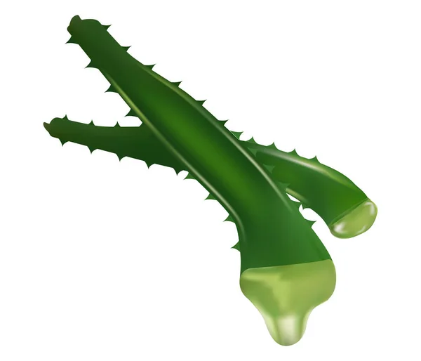 Aloe vera plantes médicinales feuilles boutures et gouttes de jus éléments collection — Image vectorielle
