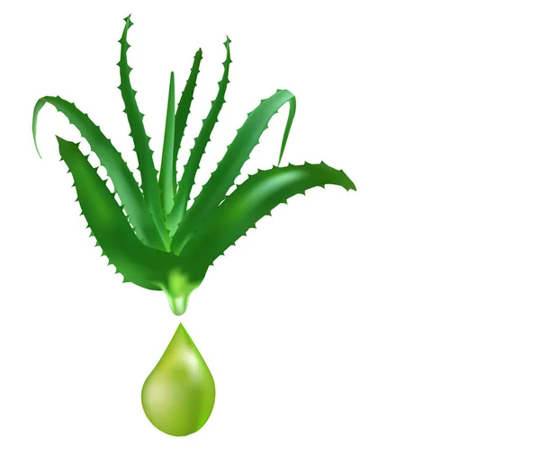 Aloe vera planta medicinal folhas estacas e suco cai coleta de elementos — Vetor de Stock