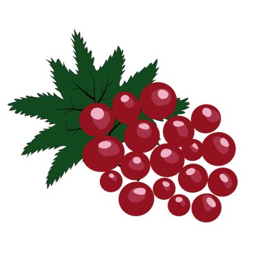 Meyve botanik Illustration. Beyaz arka planda frenk üzümü. Tatlı madde