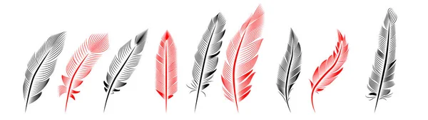 Collection Feather Illustration Drawing Engraving Ink Line Art — Stock Vector