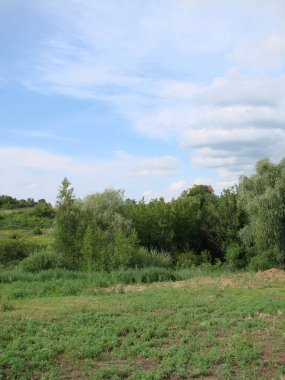 mavi güneşli gökyüzü altında parlak yemyeşil çim alan. Düz yeşil çim alan doğa ile kırsal otlak manzara