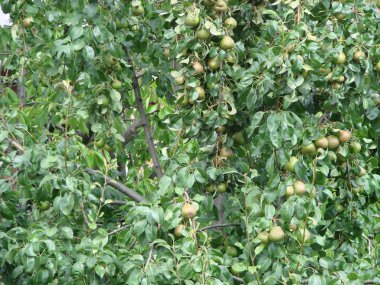 Armut meyvesi. Sulu organik taze olgun gıda arka plan. Ağaçta yeşil yaprak var. Taze. Ham doğal tatlı sarı madde. Yaz, sonbahar mevsimi. Sağlıklı hasat.