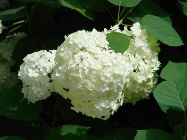 Dekoratif bush kartopu ile beyaz çiçekler - kartopu ağaç bahçe