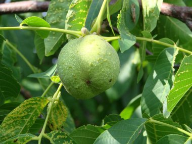 Gün batımında ağaçta taze ceviz. Ceviz ağacı. Yeşil yapraklar arkaplan.